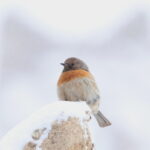 Robin Accentor (image by János Oláh)
