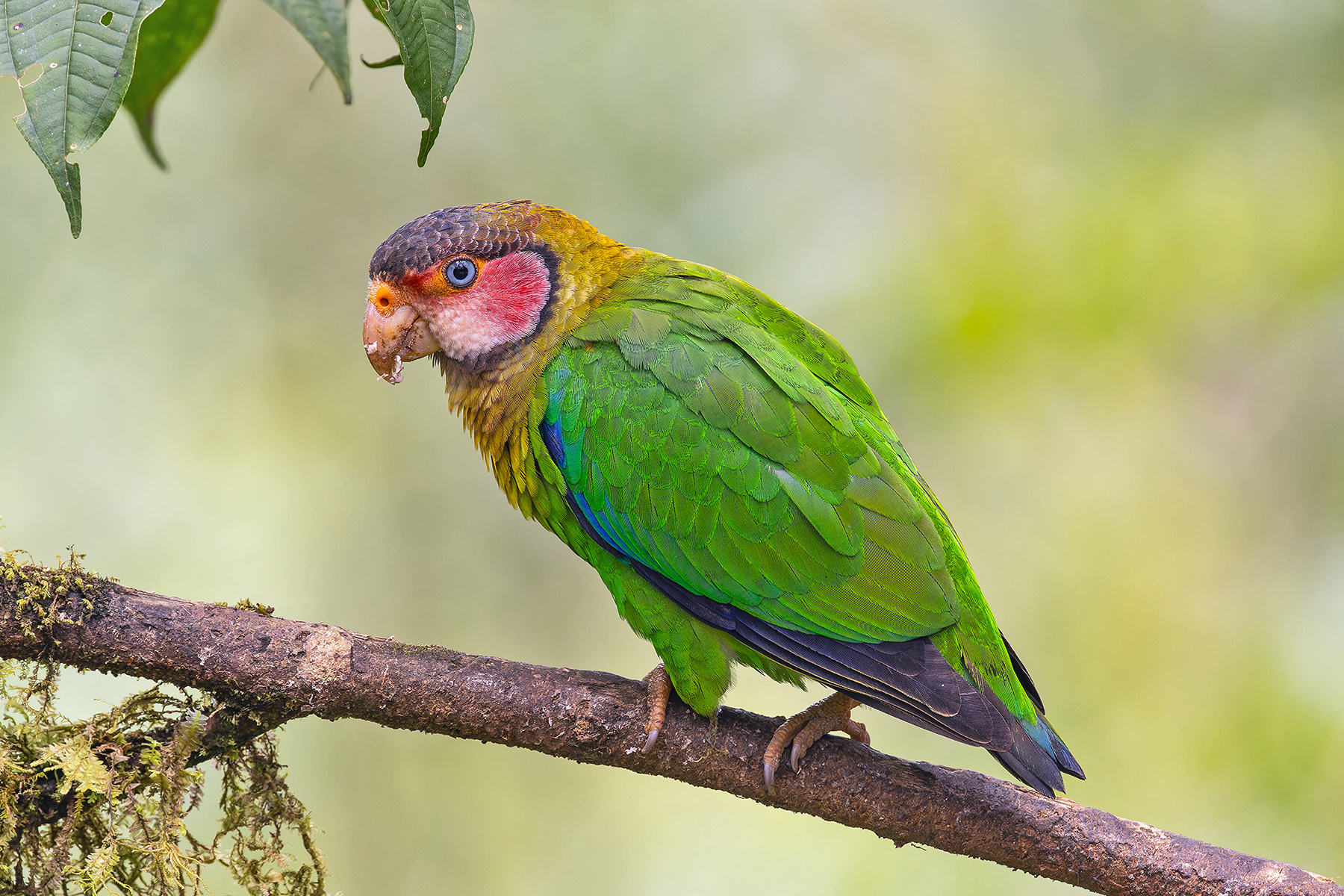 Rose-faced Parrot (image by Pete Morris)