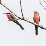 Rosy Bee-eaters (image by Nik Borrow)