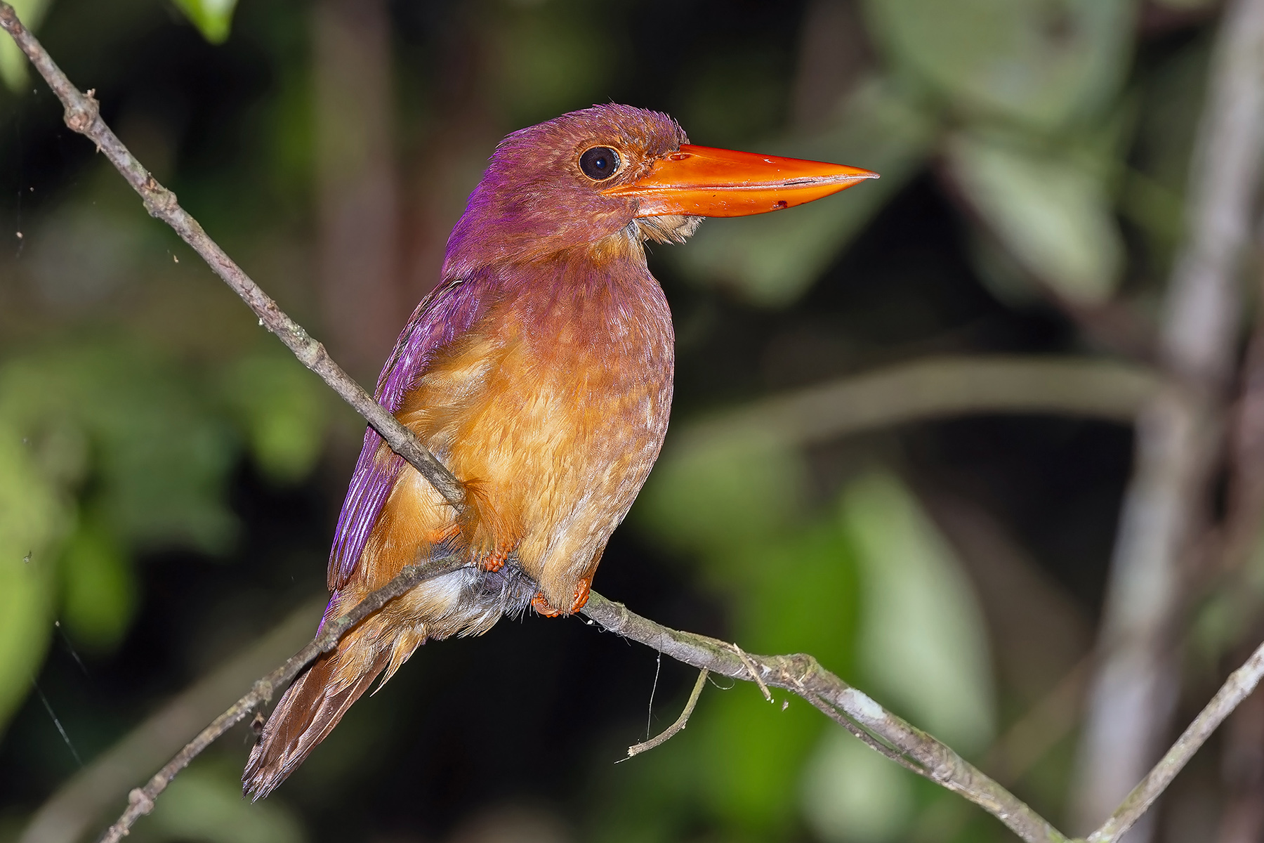Ruddy Kingfisher (image by Pete Morris)