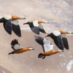 Ruddy Shelducks (image by János Oláh)