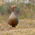 Ruddy-headed Goose (image by John Oates)