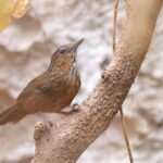 Rufous Limestone Babbler (image by János Oláh)