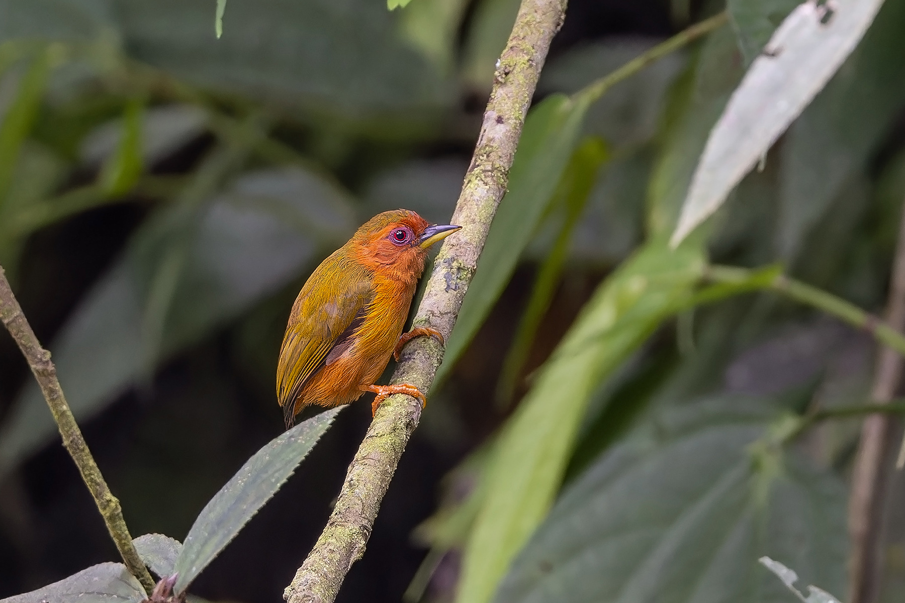 Rufous Piculet (image by Pete Morris)