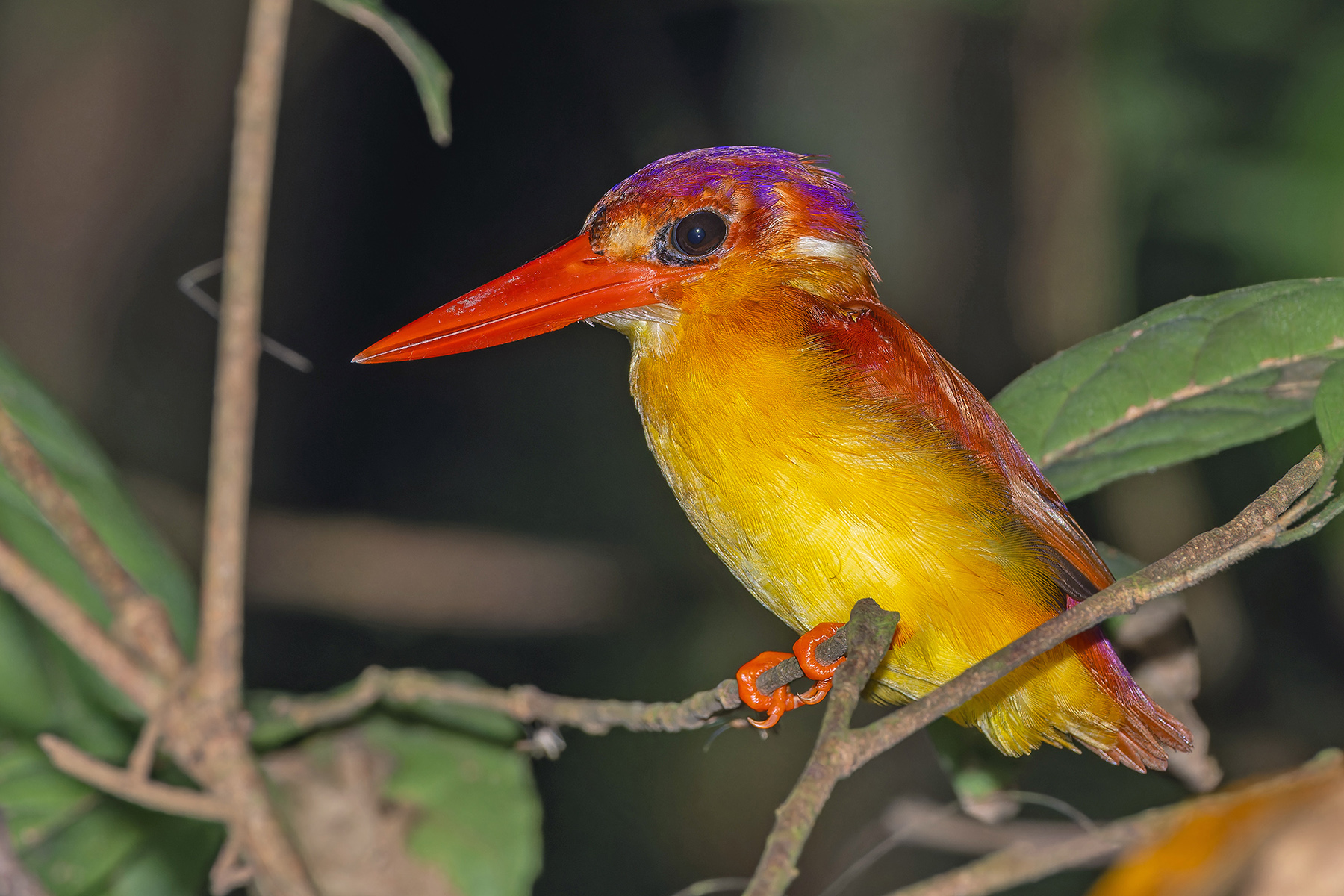 Rufous-backed Dwarf Kingfisher (image by Pete Morris)