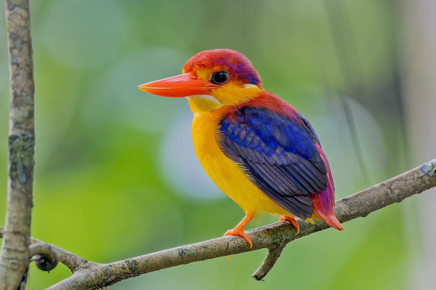 Rufous-backed Dwarf Kingfisher (image by Pete Morris)