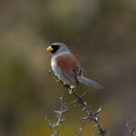 Rufous-backed Inca Finch (image by Leo Garrigues)