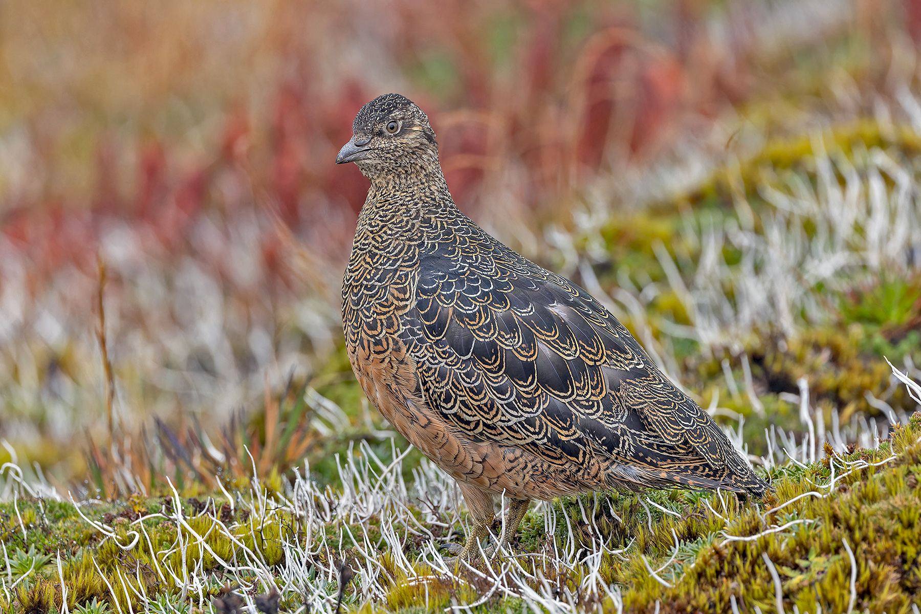Rufous-bellied Seedsnipe (image by Pete Morris)