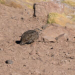 Rufous-bellied Seedsnipe (image by John Oates)