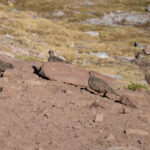 Rufous-bellied Seedsnipe (image by John Oates)