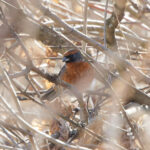 Rufous-breasted Warbling Finch (image by Leo Garrigues)
