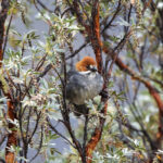 Rufous-eared Brushfinch (image by Leo Garrigues)