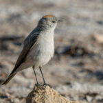 Rufous-naped Ground Tyrant (image by John Oates)