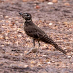 Rufous-rumped Lark (image by Nik Borrow)