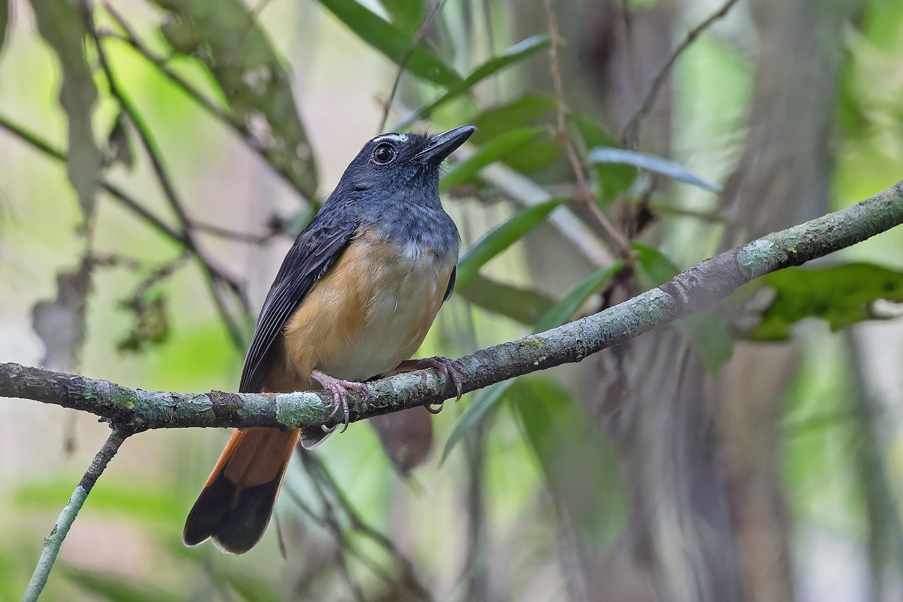 Rufous-tailed Shama (image by Pete Morris)