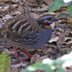 Rufous-throated Partridge (image by János Oláh)