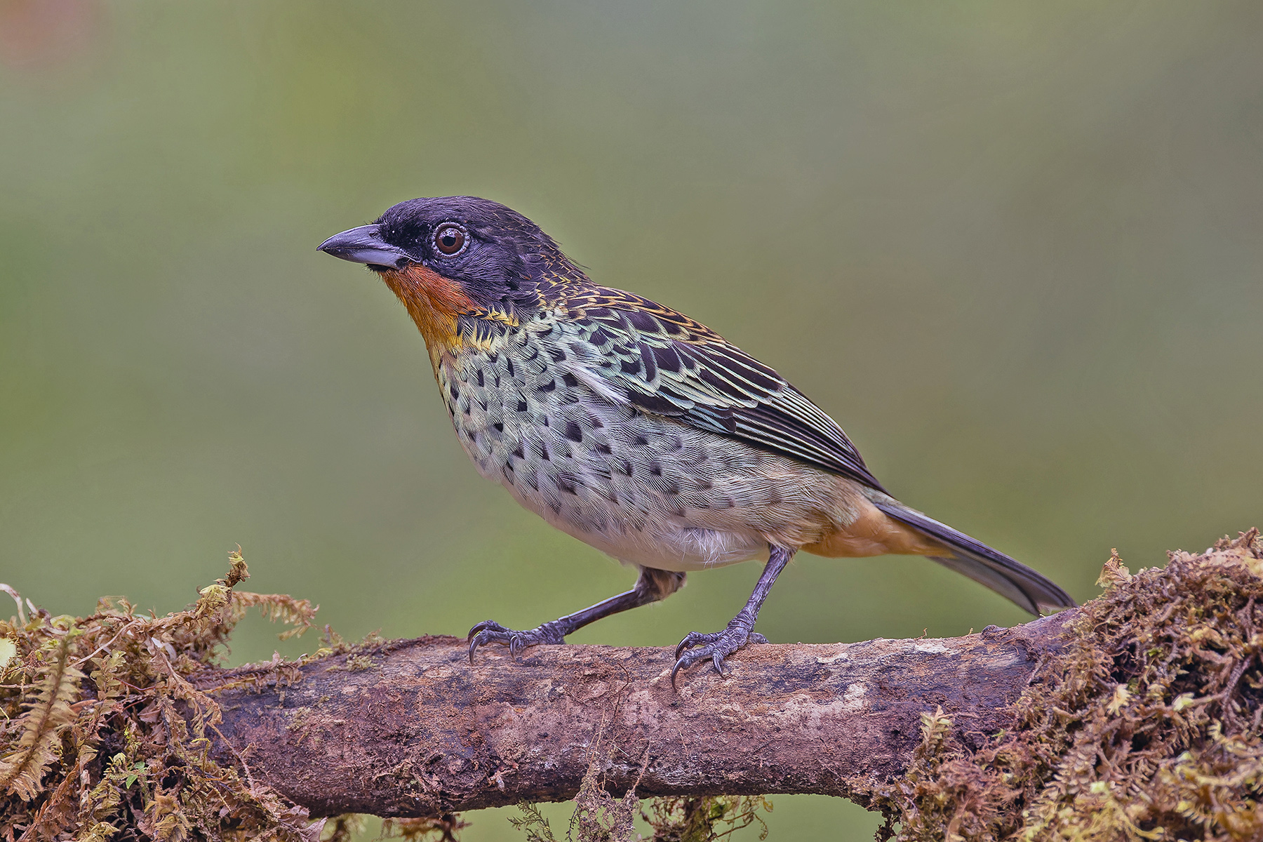 Rufous-throated Tanager (image by Pete Morris)
