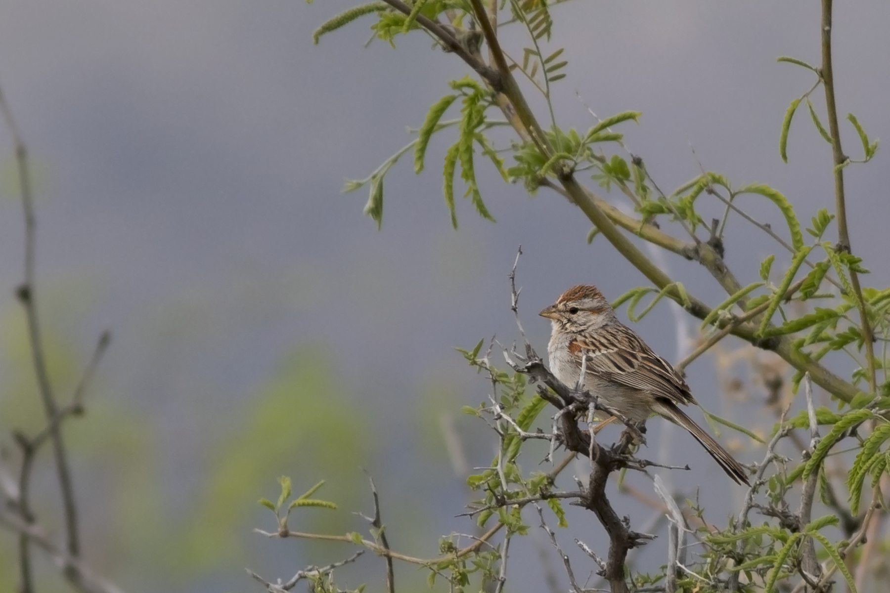 Rufous-winged Sparrow (image by Sjoerd Radstaak)