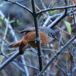 Russet-bellied Spinetail (image by Leo Garrigues)