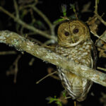 Rusty-barred Owl (image by Leo Garrigues)