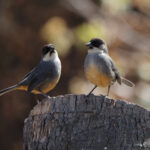 Rusty-bellied Brushfinches (image by Leo Garrigues)
