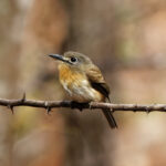 Rusty-breasted Nunlet (image by Leo Garrigues)