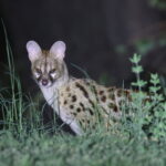 Rusty-spotted Genet (image by János Oláh)