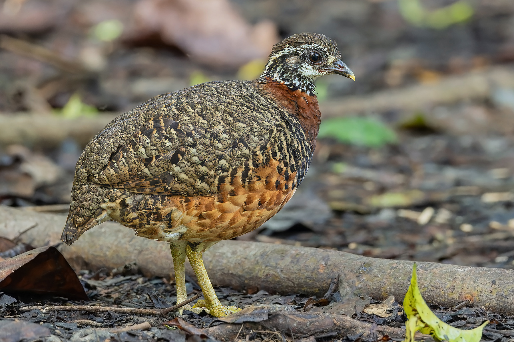 Sabah Partridge (image by Pete Morris)