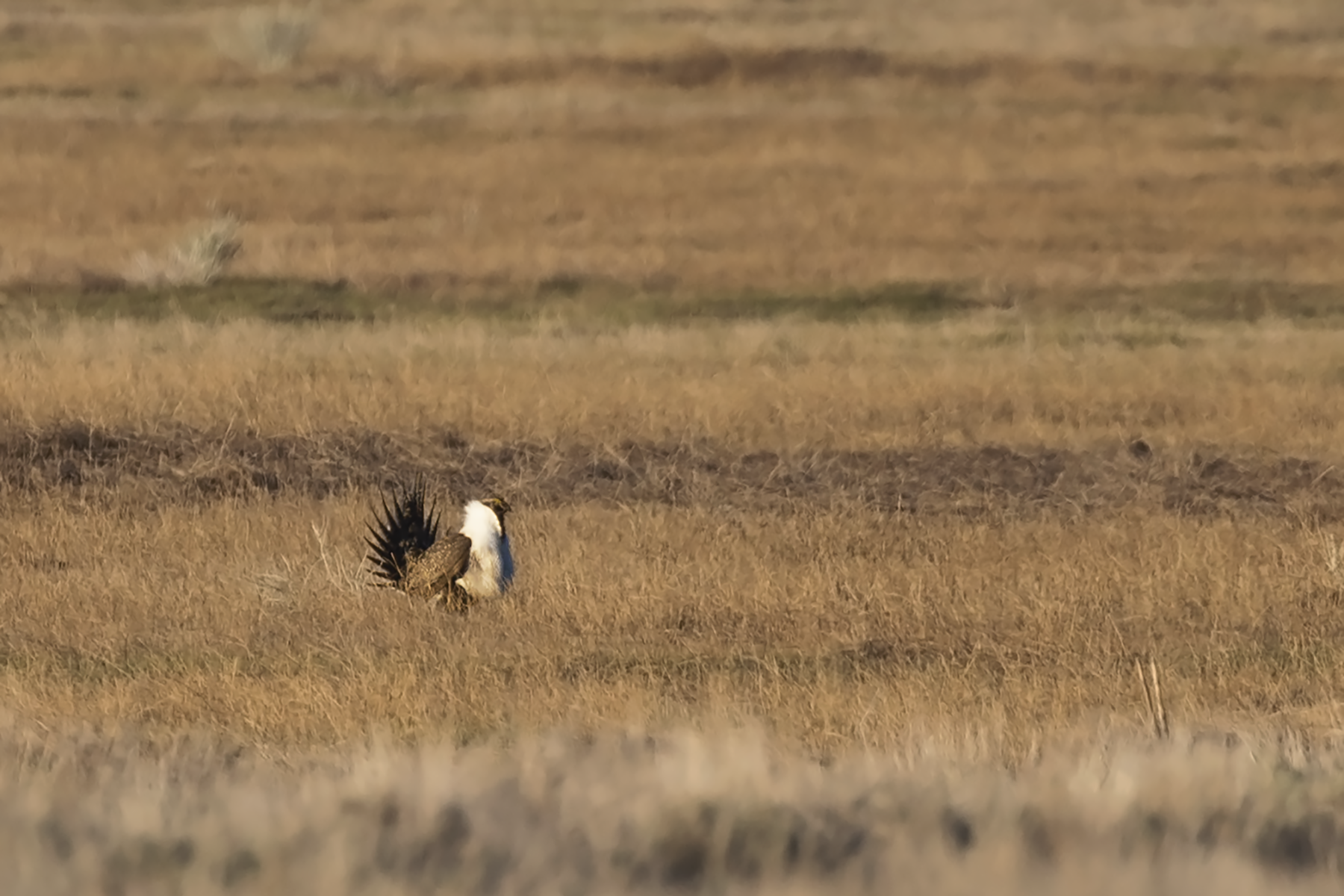 Sage Grouse (image by Sjoerd Radstaak)
