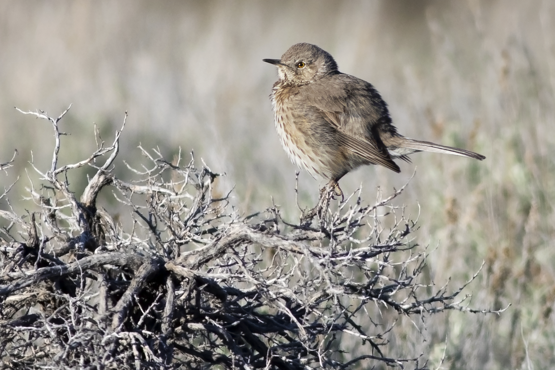 Sage Thrasher (image by Sjoerd Radstaak)