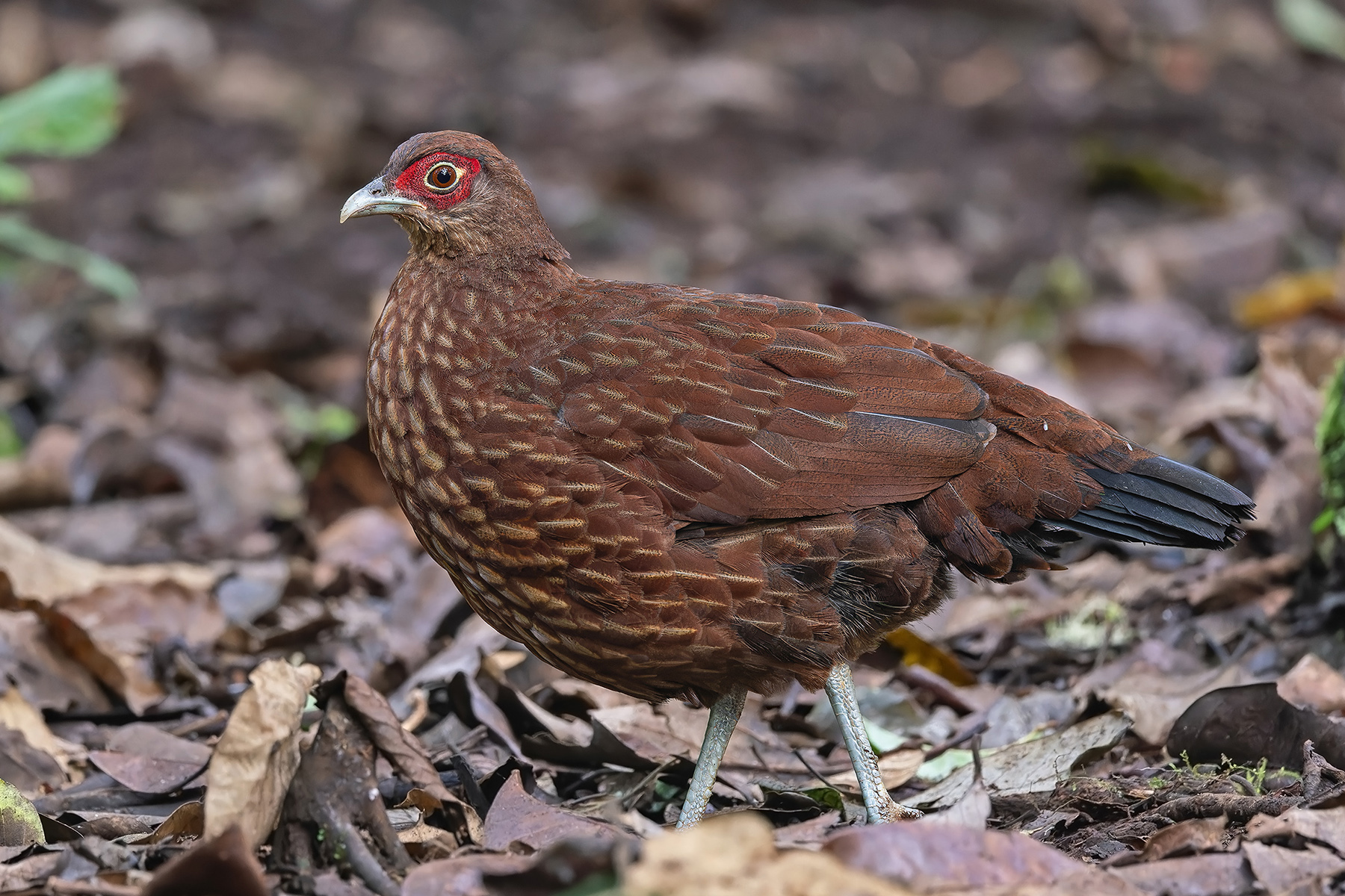 Salvadori's Pheasant (image by Pete Morris)