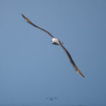 Salvin's Albatross (image by John Oates)