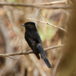 Sao Francisco Black Tyrant (image by Leo Garrigues)