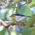 Sapphire Flycatcher, a male in winter plumage (image by János Oláh)