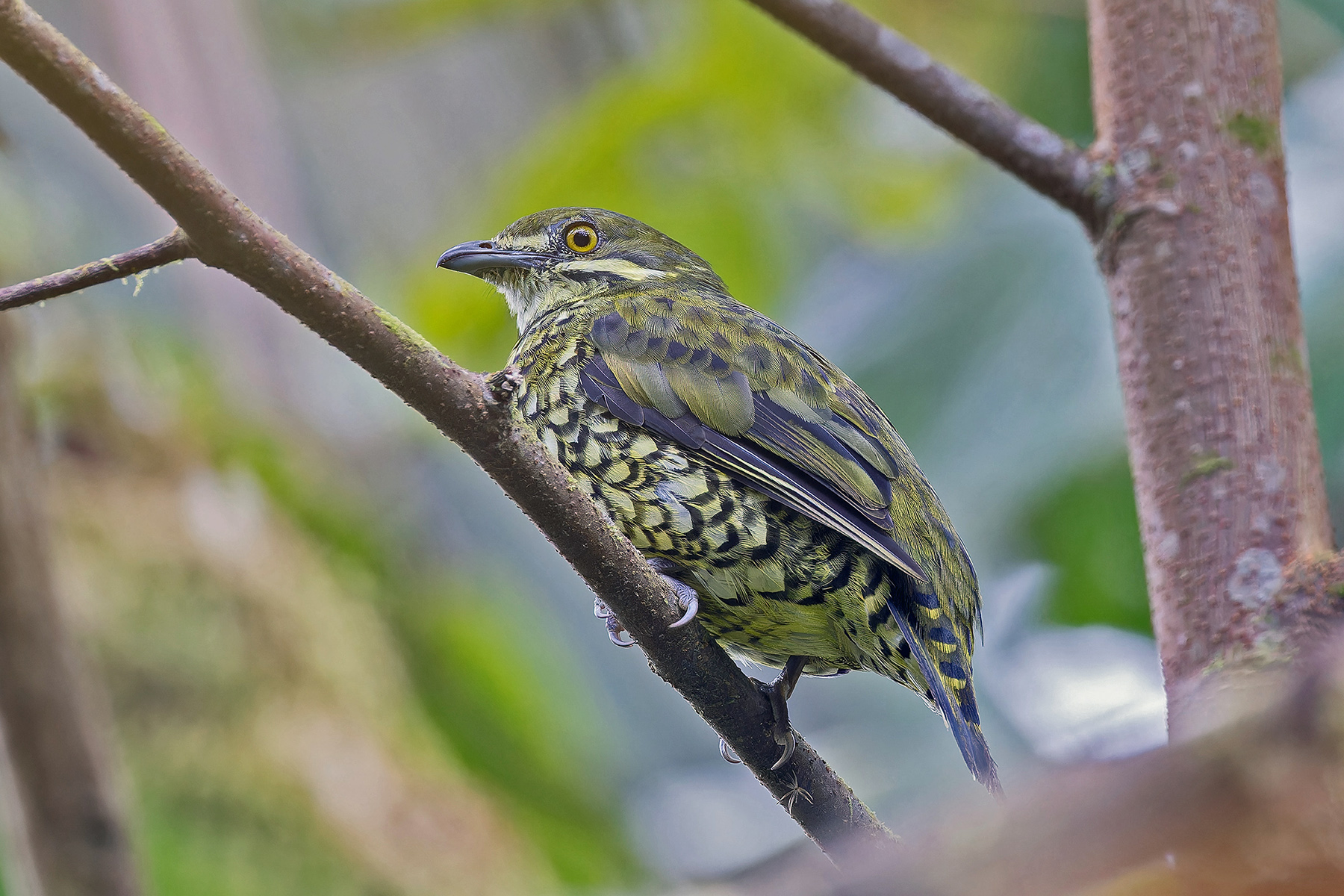 Scaled Fruiteater (image by Pete Morris)