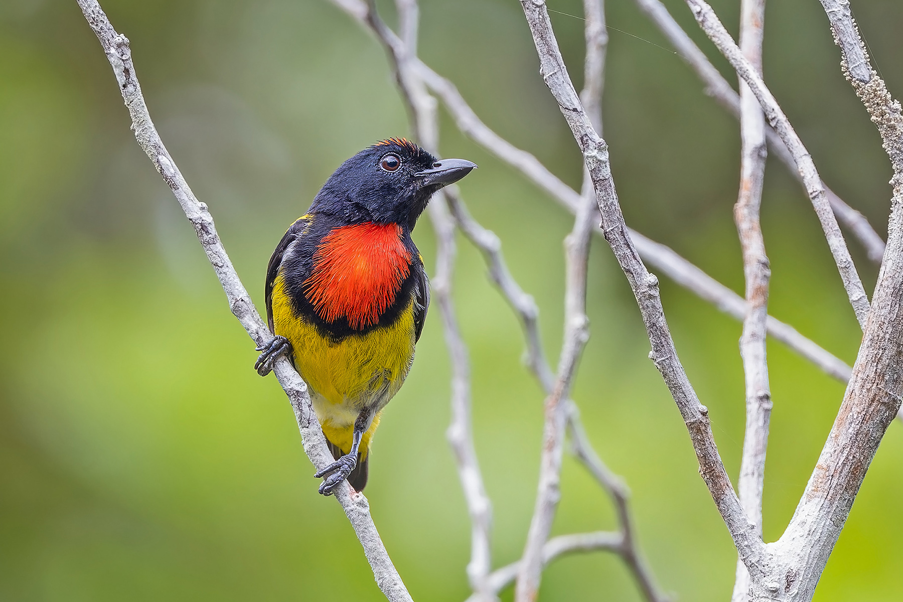 Scarlet-breasted Flowerpecker (image by Pete Morris)