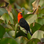 Scarlet-headed Blackbird (image by Leo Garrigues)