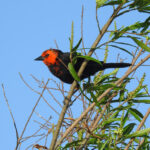 Scarlet-headed Blackbird (image by Mark Pearman)