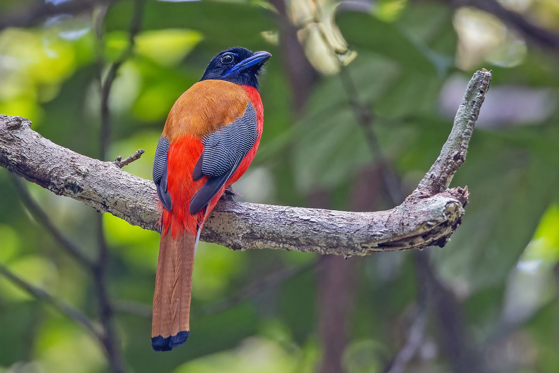 Scarlet-rumped Trogon (image by Pete Morris)
