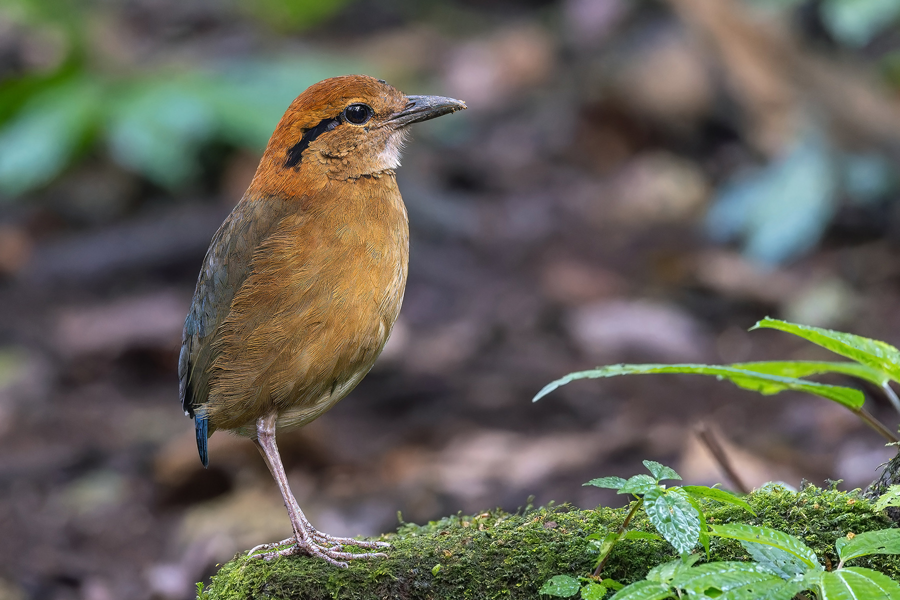 Schneider's Pitta (image by Pete Morris)