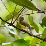 Scrub Greenlet (image by Leo Garrigues)