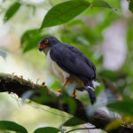 Semiplumbeous Hawk (image by Leo Garrigues)