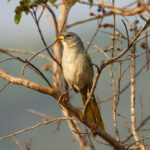 Serra Finch (image by Leo Garrigues)