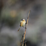 Sharp-tailed Tyrant (image by Leo Garrigues)