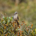 Shear-tailed Grey Tyrant (image by Leo Garrigues)