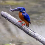 Shining-blue Kingfisher (image by Nik Borrow)