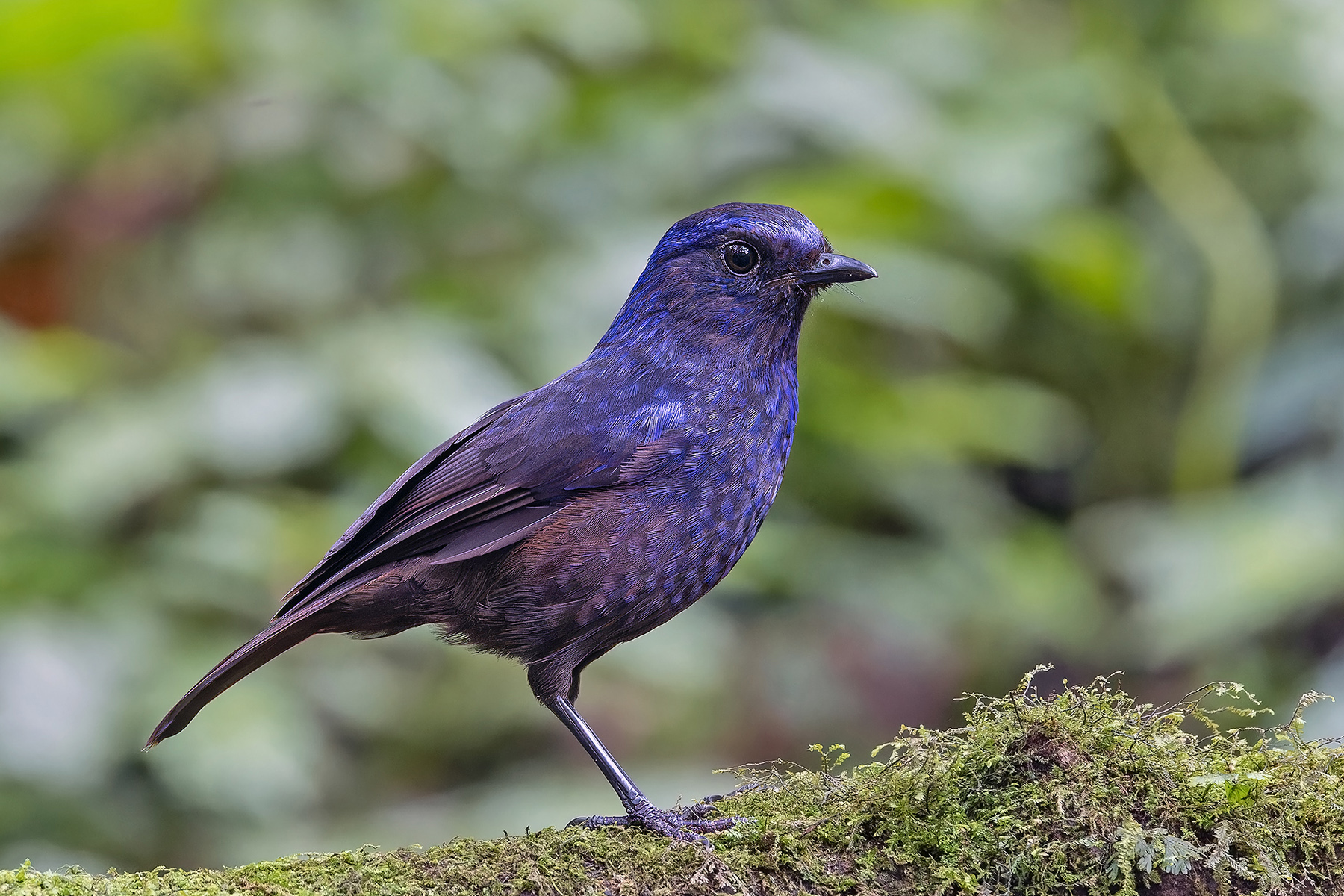 Shiny Whistling Thrush (image by Pete Morris)