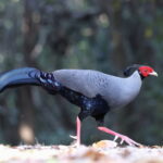 male Siamese Fireback (image by János Oláh)