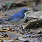 male Siberian Blue Robin (image by János Oláh)