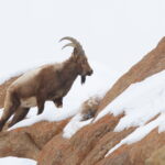 Siberian (Himalayan) Ibex (image by János Oláh)